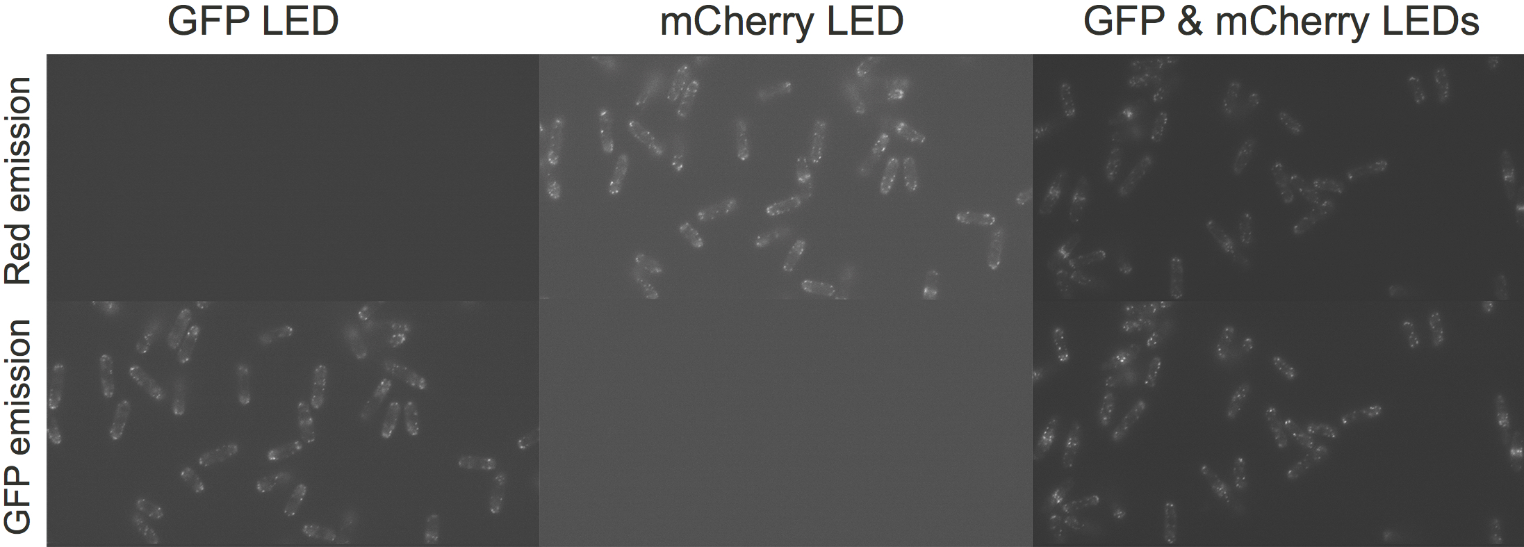 (Optosplit and Optospin in series mounted on c-mount before the camera) shows different images acquired when only the GFP LED is triggered (Left); the mCherry LED is triggered (middle); or both are sequentially triggered (right)